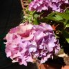 Hydrangea macrophylla